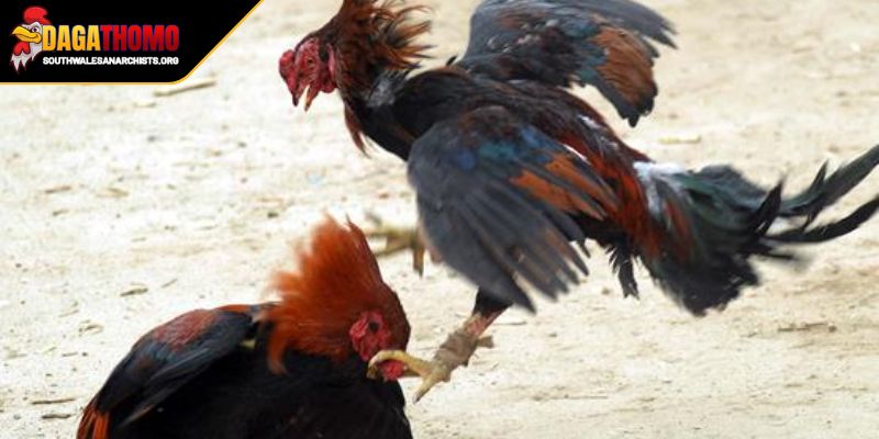 Bí Quyết Giữ Chân Gà Đá Nuôi Dưỡng Chiến Kê Mạnh Mẽ, Bền Bỉ 2 Điều chỉnh đồng thời lên bảng biểu luyện tập hợp lý