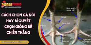 Cách chọn gà nòi hay