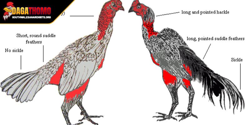 Cách Chọn Gà Nòi Hay Bí Quyết Chọn Giống Dễ Chiến Thắng 1 Lợi ích đến từ cách chọn gà nòi hay hiệu quả
