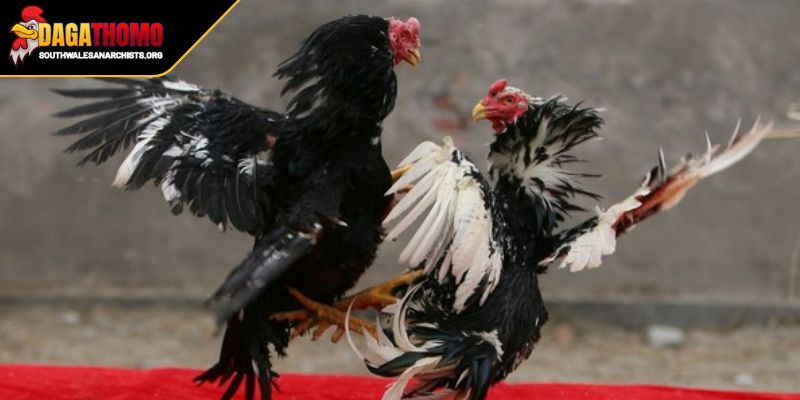 Cách Chọn Gà Nòi Hay Bí Quyết Chọn Giống Dễ Chiến Thắng 2 Thực hiện tuyển chọn đấu sĩ qua lớp vảy