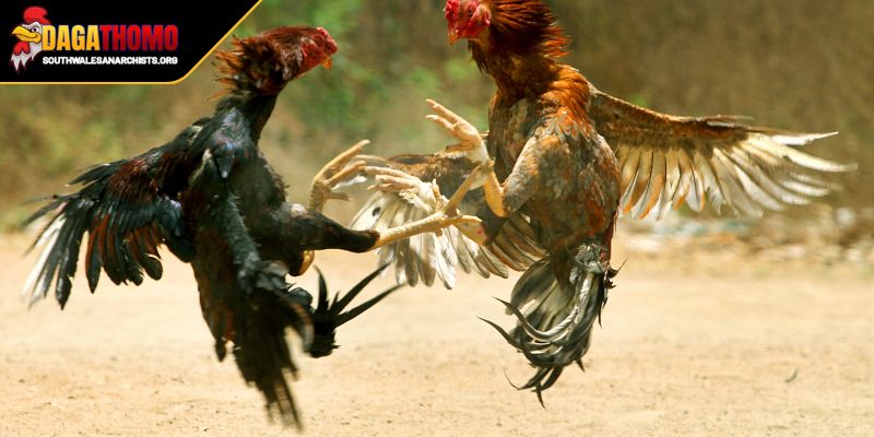 Cách Chọn Gà Nòi Hay Bí Quyết Chọn Giống Dễ Chiến Thắng 3 Vấn đề đặc biệt quan trọng tánh rủi ro không đáng có