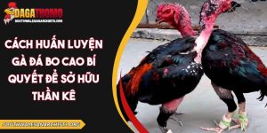 Cách huấn luyện gà đá bo cao