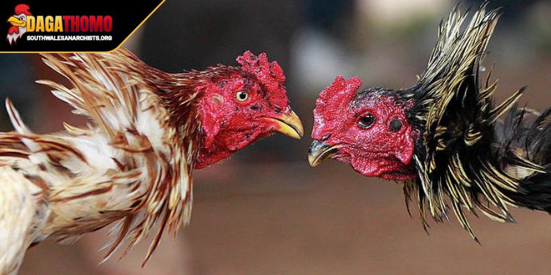 Cách Huấn Luyện Gà Đá Bo Cao Bí Quyết Để Sở Hữu Thần Kê 2 Giai đoạn nâng cao cường độ luyện tập cho chiến kê