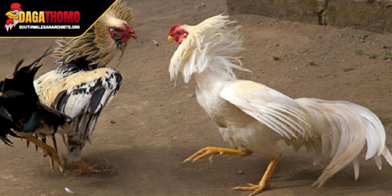 Cách Huấn Luyện Gà Đá Bo Cao Bí Quyết Để Sở Hữu Thần Kê 1 Khái niệm về cách huấn luyện gà đá bo cao
