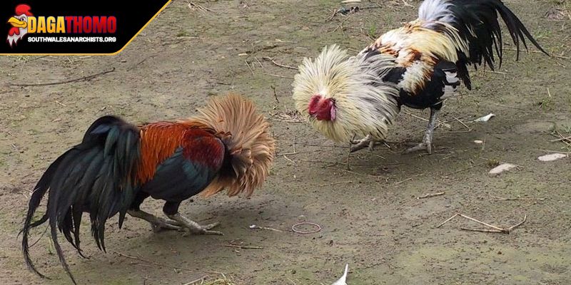 Cách Huấn Luyện Gà Đá Bo Cao Bí Quyết Để Sở Hữu Thần Kê 3 Trang bị phương pháp cực hiệu quả nâng cao sức mạnh