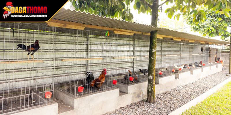 Cách Làm Chuồng Gà Đá Chuẩn Bí Quyết Tối Ưu Cho Chiến Kê 2 Làm đúng theo các bước thiết kế tăng cơ hội thắng