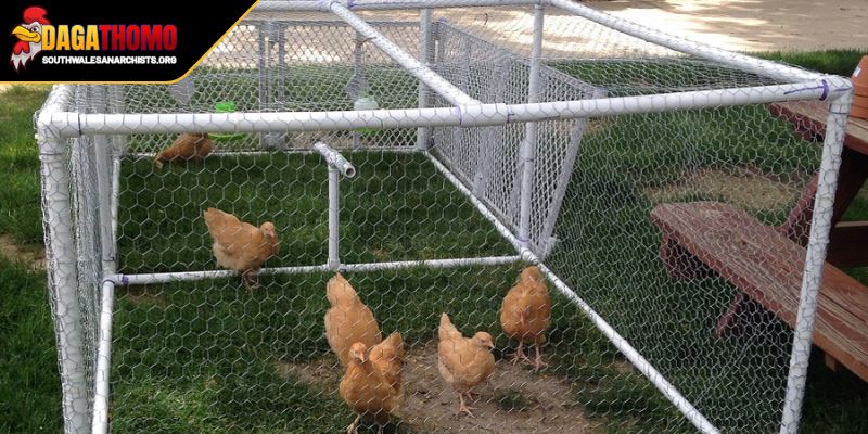 Cách Làm Chuồng Gà Đá Chuẩn Bí Quyết Tối Ưu Cho Chiến Kê 1 Khám phá về những yếu tố tạo cách làm chuồng gà đá chuẩn