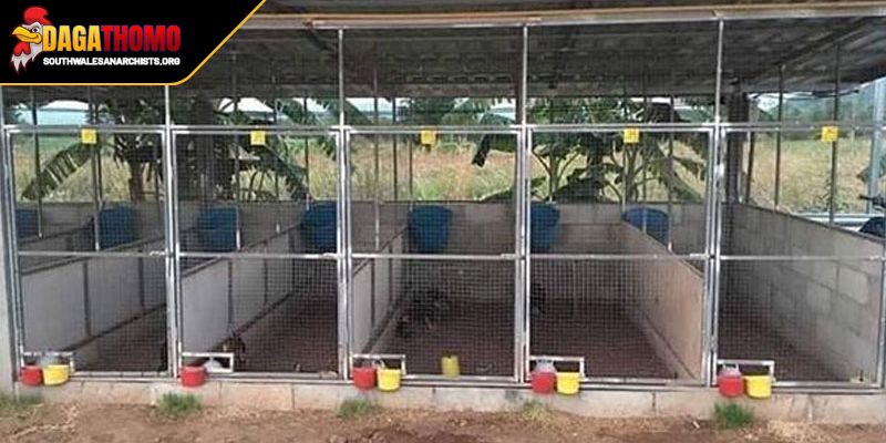 Cách Làm Chuồng Gà Đá Chuẩn Bí Quyết Tối Ưu Cho Chiến Kê 3 Những mô hình nên lựa chọn phương án tối ưu nhất