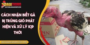 cách nhận biết gà bị trúng gió