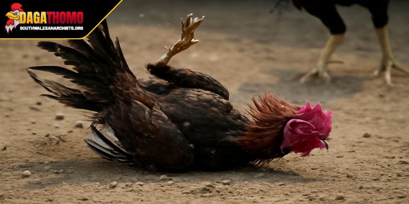 Trang bị biện pháp áp dụng hiệu quả cho người nuôi