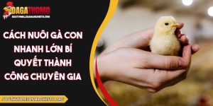 cách nuôi gà con nhanh lớn