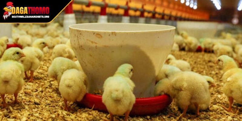 Cách Nuôi Gà Con Nhanh Lớn Bí Quyết Thành Công Chuyên Gia 2 Chế độ dinh dưỡng quan trọng trong cách nuôi gà con nhanh lớn