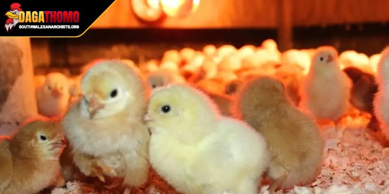 Cách Nuôi Gà Con Nhanh Lớn Bí Quyết Thành Công Chuyên Gia 1 Mật độ chuồng trại điều kiện cho sự phát triển