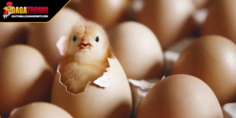 Cách Nuôi Gà Con Nhanh Lớn Bí Quyết Thành Công Chuyên Gia 3 Phòng bệnh đảm bảo an toàn khi nuôi gà con