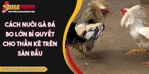 Cách nuôi gà đá bo lớn