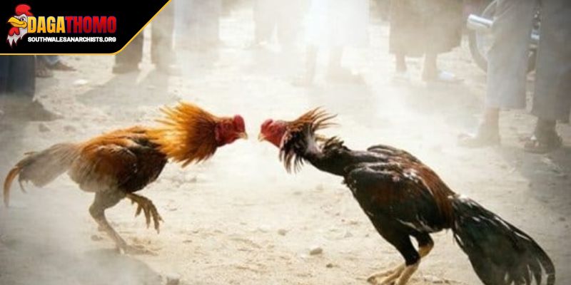 Cách Nuôi Gà Đá Bo Lớn Bí Quyết Cho Thần Kê Trên Sàn Đấu 3 Giai đoạn tăng cơ tăng lực trong cách nuôi gà đá bo lớn