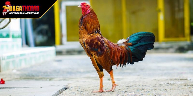 Cách Nuôi Gà Đá Bo Lớn Bí Quyết Cho Thần Kê Trên Sàn Đấu 1 Hiểu rõ về gà đá bo lớn và tới Pin chi tiết