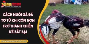 cách nuôi gà đá tơ