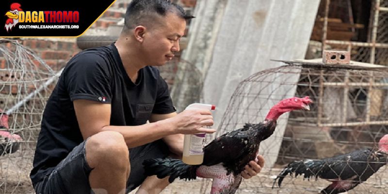 Cách Nuôi Gà Đá Tơ Từ Khi Còn Non Trở Thành Chiến Kê Bất Bại 2 Thực hiện áp dụng các bài luyện tập vần và om bóp