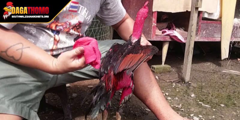 Cách Nuôi Gà Đá Tơ Từ Khi Còn Non Trở Thành Chiến Kê Bất Bại 3 Những vấn đề cần chú ý tránh rủi ro không đáng có