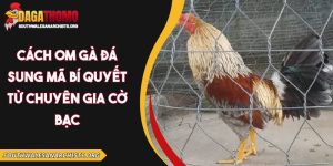 Cách om gà đá sung mã