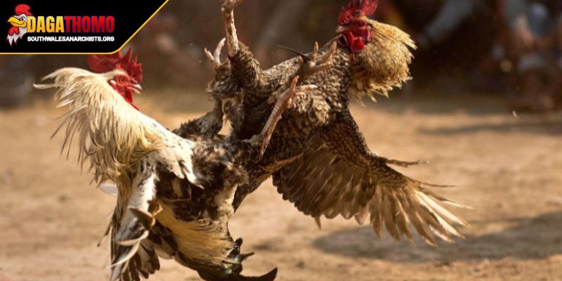 Cách Om Gà Đá Sung Mã Bí Quyết Từ Chuyên Gia Cờ Bạc 1 Hiểu rõ về tầm quan trọng của cách om gà đá sung mã