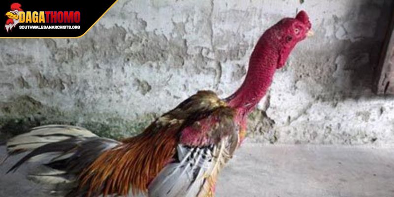 Cách Om Gà Đá Sung Mã Bí Quyết Từ Chuyên Gia Cờ Bạc 2 Kết hợp lá ổi, ngải cứu và các loại thảo mộc