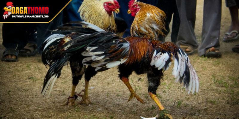 Cách Om Gà Đá Sung Mã Bí Quyết Từ Chuyên Gia Cờ Bạc 3 Lưu ý khi thực hiện cách om