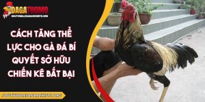 Cách tăng thể lực cho gà đá