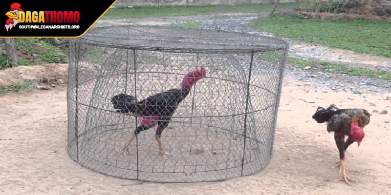 Nguồn dinh dưỡng bổ dưỡng tăng tối đa năng lượng