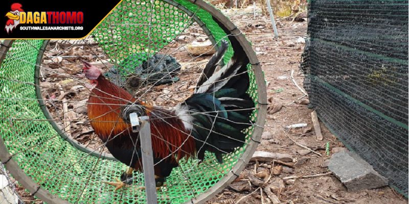 Cách tăng thể lực cho gà đá nhờ chọn giống chất lượng
