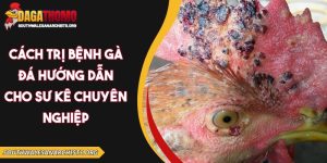 cách trị bệnh gà đá