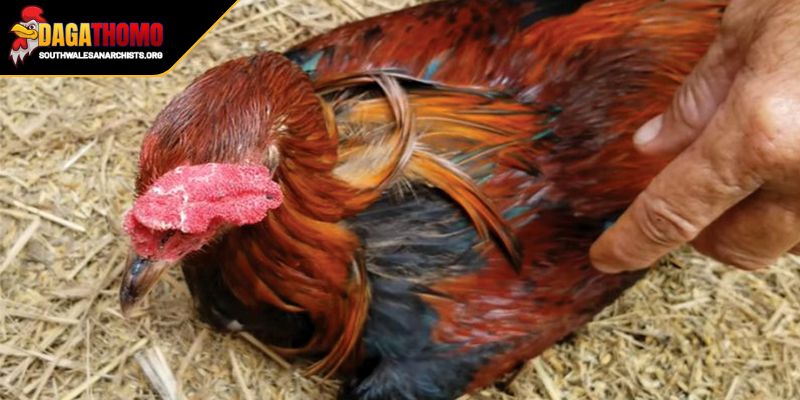 Lợi ích của việc nắm vững cách trị bệnh gà đá hiệu quả