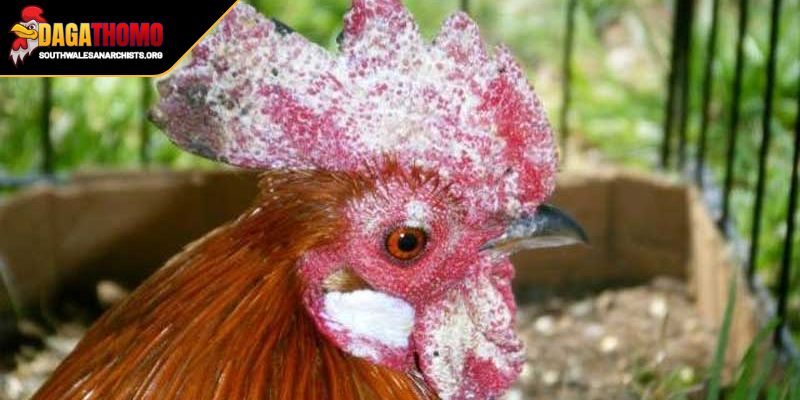 Ứng phó nếu gặp trường hợp bị ốm trong