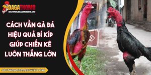 cách vần gà đá hiệu quả