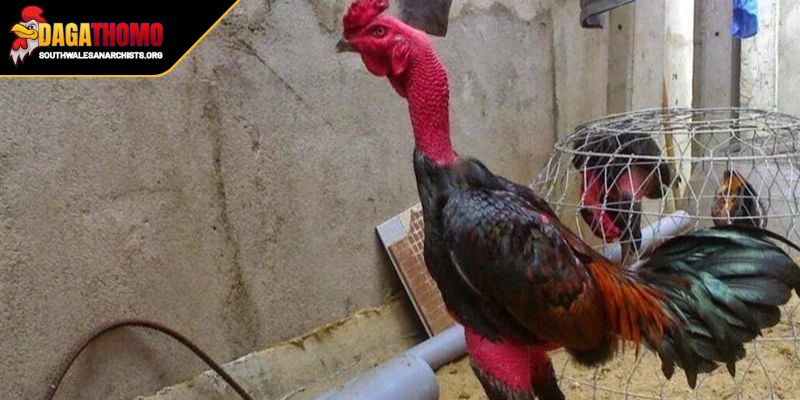 Cách Vần Gà Đá Hiệu Quả Bí Kíp Giúp Chiến Kê Luôn Thắng Lớn 1 Khái niệm về cách vần gà đá hiệu quả cho đấu sĩ