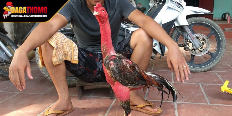 Cách Vần Gà Đá Hiệu Quả Bí Kíp Giúp Chiến Kê Luôn Thắng Lớn 3 Vấn đề cần lưu ý tránh rủi ro không đáng có