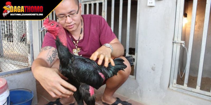 Cách Vần Gà Đá Hiệu Quả Bí Kíp Giúp Chiến Kê Luôn Thắng Lớn 2 Phương án thực hiện tổng hợp và tắm nắng hợp lý