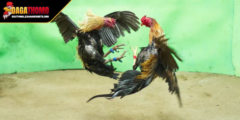 Cập Nhật Kết Quả Đá Gà SV388 Sức Hút Đấu Trường Trực Tuyến 1 Cập nhật kết quả đá gà SV388 là gì?