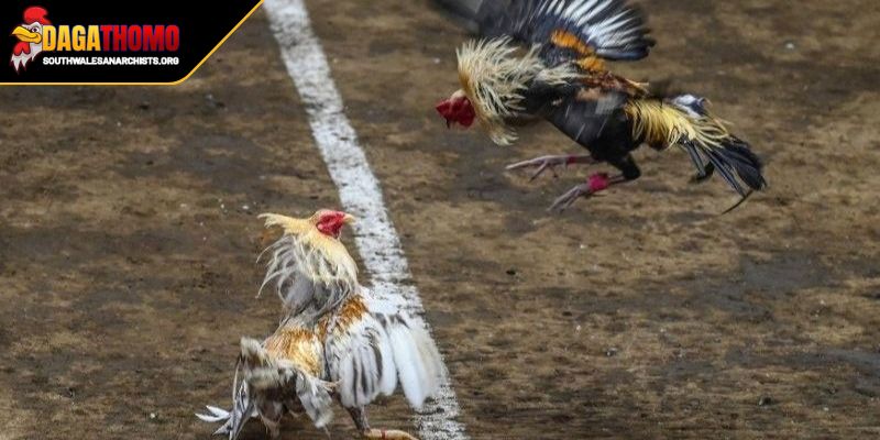 Cập Nhật Kết Quả Đá Gà SV388 Sức Hút Đấu Trường Trực Tuyến 3 Vì sao cập nhật kết quả đá gà SV388 lại được yêu thích?