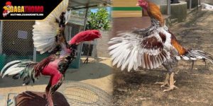 Áp dụng kỹ thuật om bóp chuyên nghiệp cho đấu sĩ