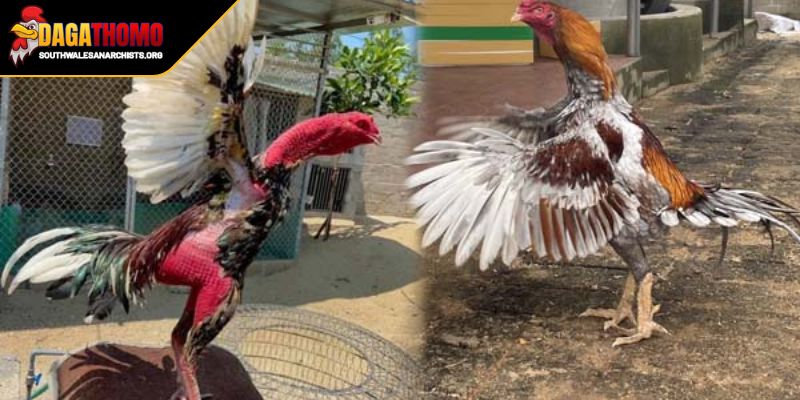 Áp dụng kỹ thuật om bóp chuyên nghiệp cho đấu sĩ