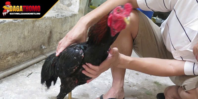Lý giải vì sao cần chăm sóc gà sau khi đá 