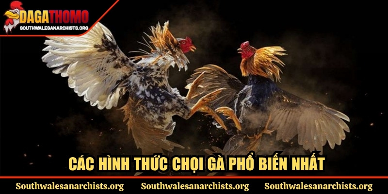 Trang Chủ 11 Các hình thức chọi gà phổ biến nhất