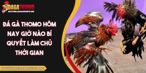 đá gà Thomo hôm nay giờ nào