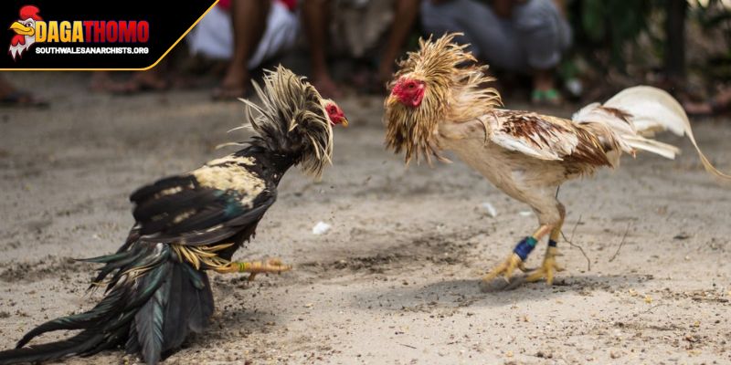 Tổng quát khái niệm đá gà Thomo hôm nay giờ nào?