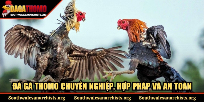 Trang Chủ 7 Đá gà Thomo chuyên nghiệp, hợp pháp và an toàn