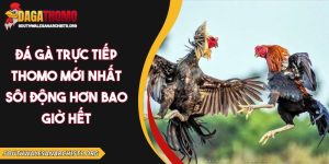 đá gà trực tiếp Thomo mới nhất