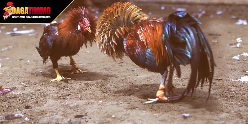Đá Gà Trực Tiếp Thomo Mới Nhất Sôi Động Hơn Bao Giờ Hết 1 Đôi nét về đá gà trực tiếp thomo mới nhất