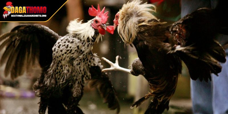 Đá Gà Trực Tiếp Thomo Mới Nhất Sôi Động Hơn Bao Giờ Hết 2 Phân loại trận đấu